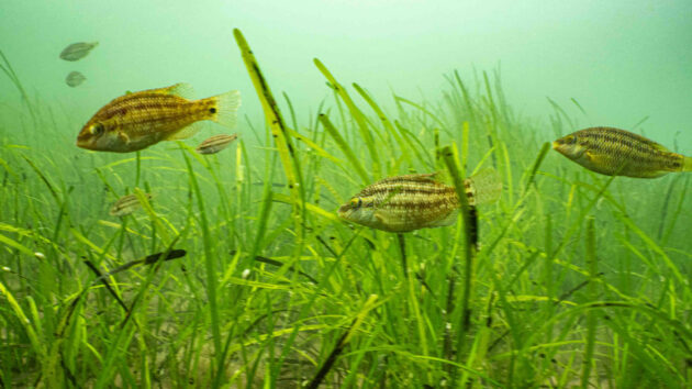 Corkwing in the seagrass. Credit: Pete Lightowler/The National Trust