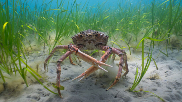 Spider crab in the Studland seagrass. Credit: Jon Bunker