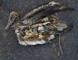 A dead albatross chick on Medway Atoll