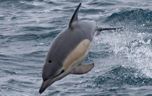 common dolphin north east england