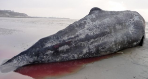 whale kent beached