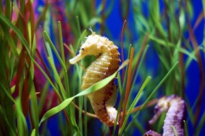 seahorse studland bay