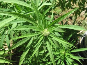 cannabis seized from yacht