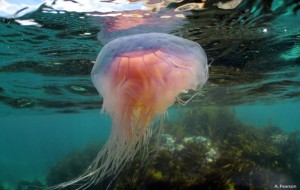 Jellyfish