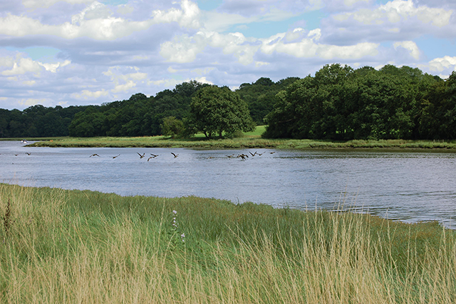 Birds flying over the water of the river Hamble