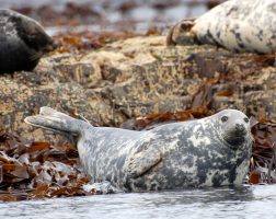 A grey seal sitting on rocks at the Farne Islands