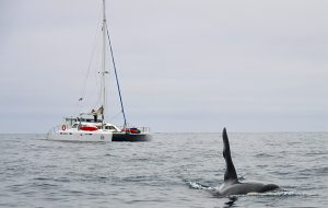 killer whales have been known to interact with yachts