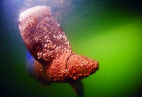 Biofouling on a propeller. Invasive species can damage boat parts