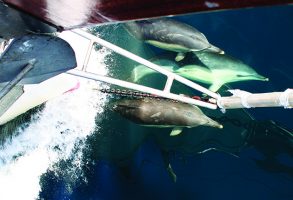 Common dolphin bow riding
