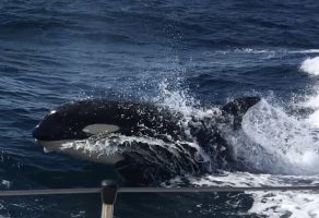 A killer whale swimming alongside a yacht