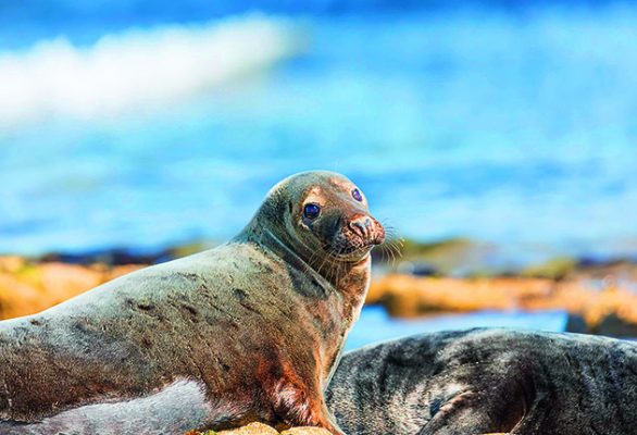 sailing-wildlife-10-best-british-spots-to-see-various-species