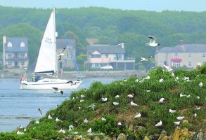 Be careful not to disturb colonies when bird watching by boat.