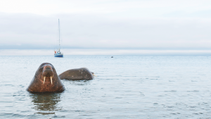 Walrus are found in Svalbard all the year round. They are very sociable animals and live in colonies. Credit: Alamy Stock Photo