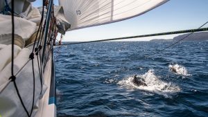 Wildlife encounters are a delight for many sailors, who are well-placed to be advocates for the natural world. Credit: Alamy Stock Photo