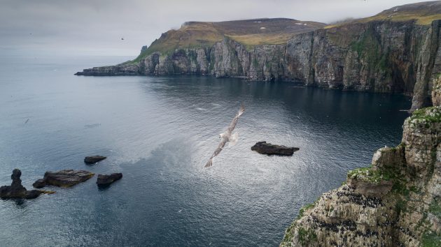 A bird flying over a cove on Bear Island