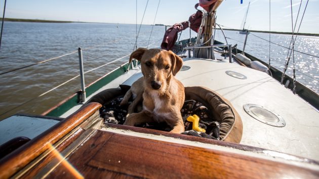 Sailing with a dog: a puppy sits on the coachroof