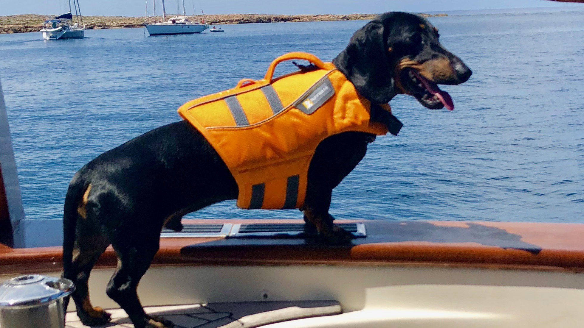 Sailing with a dog to Ireland this season? It could be a headache