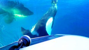 Orca encounters on a boat