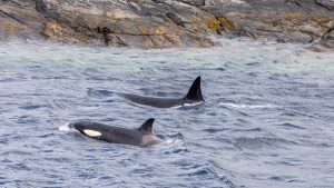 orca-shetland-islands-GettyImages-1412024471