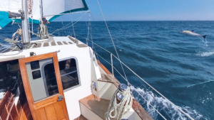 Give yourself time for dolphin watching