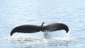 A whale tail out of the water