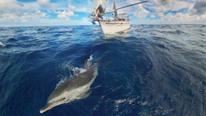 Visits by dolphins lifted spirits