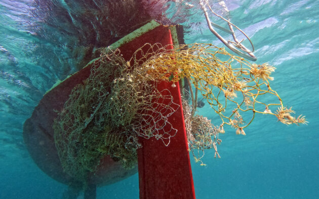 Stunning new images and stories witness to the changing marine environment