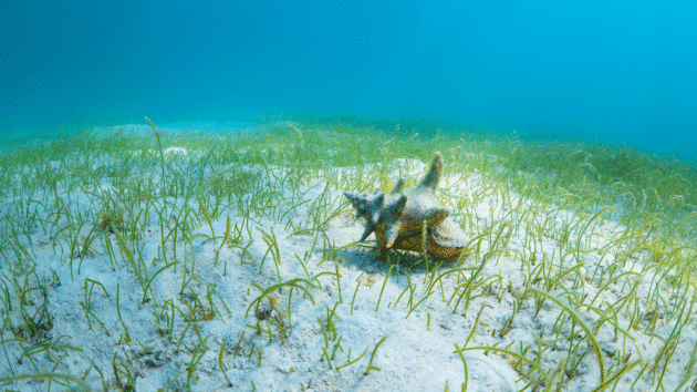 A conch nestled in a seagrass meadow.