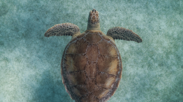 A graceful green turtle makes a fly-by 