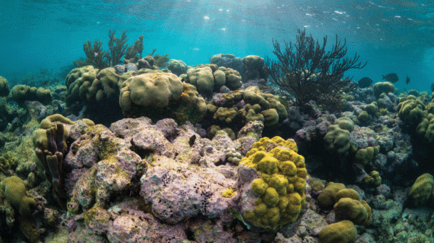 The corals may be damaged but they are still beautiful 