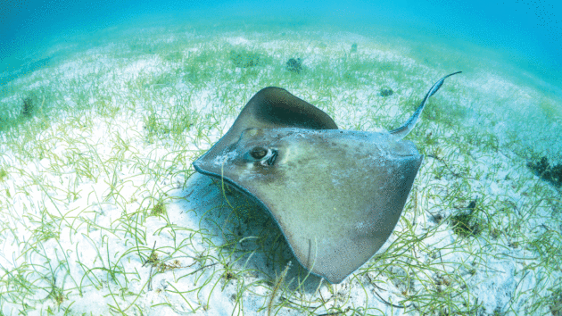 Snorkelling with stingrays was a highlight 