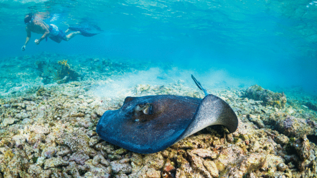 Stingrays use electro-reception to sense the electric fields of prey in the coral