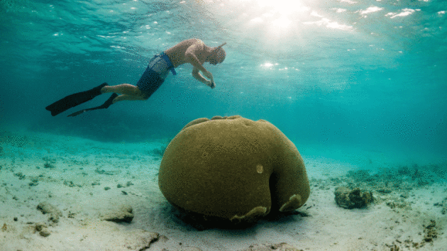 Exploring brain coral in the fascinating Horseshoe Reef 