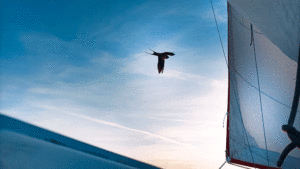 A swallow