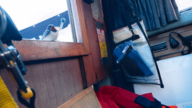 The exhausted swallow peers into the saloon

