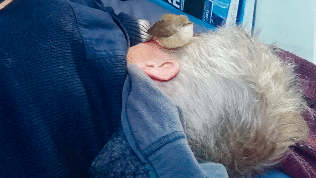A bird resting on a man's head