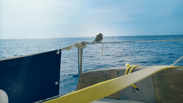 An unidentified small bird drops in for a few hours’ rest 