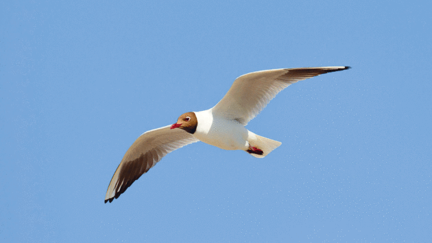 a black-headed gull