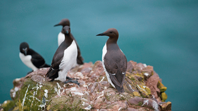 Jasper noted that guillemots foragefurther out at sea than other birds   

