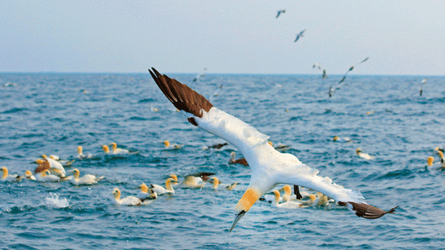 Gannets put on a diving display that would put Tom Daley to shame