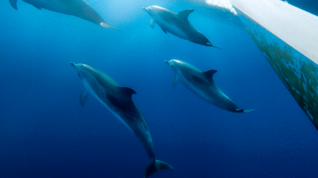 Dolphins
