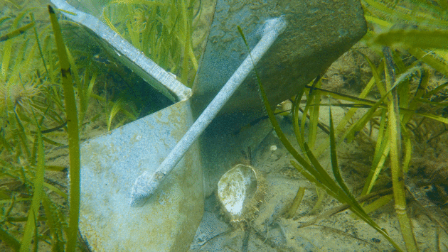 Anchor in seagrass