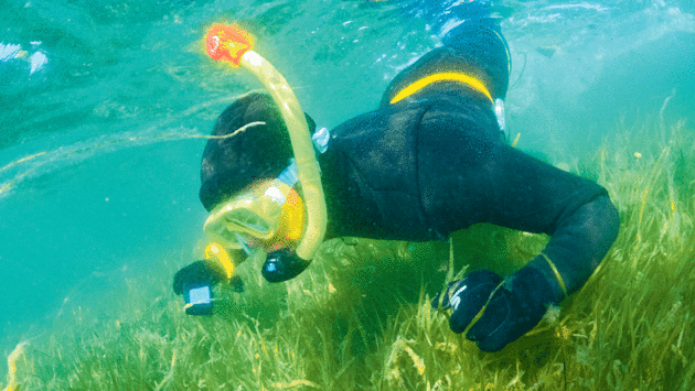 Someone snorkelling above seagrass