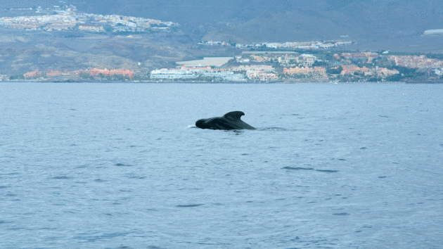 Pilot whale off Tenerife