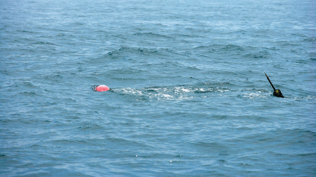 Fishing gear in the water
