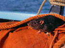 A rodent on a boat.