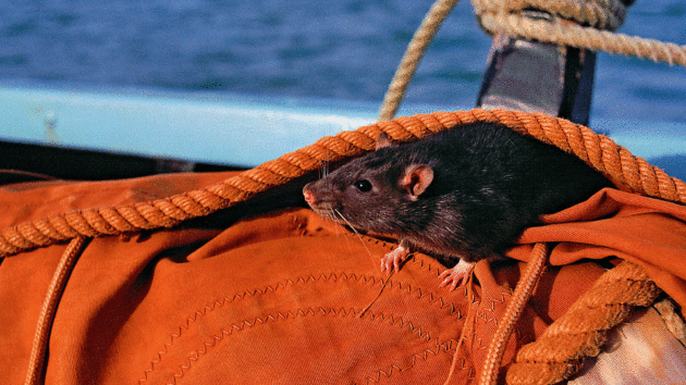 A rodent on a boat.