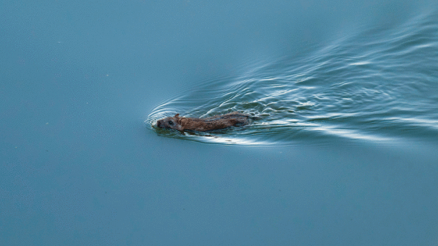 Rat swimming