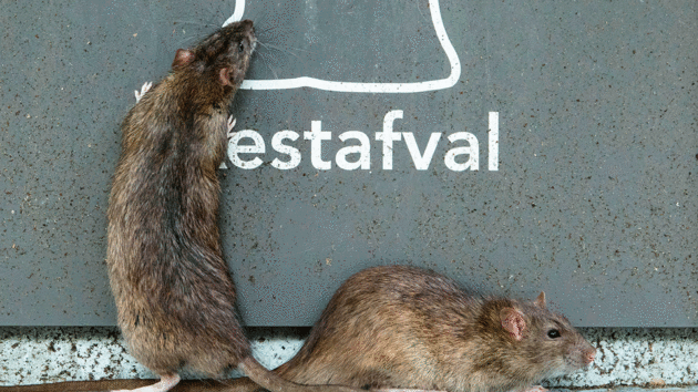 Two rats