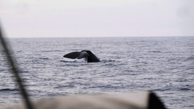 humpback tail in water